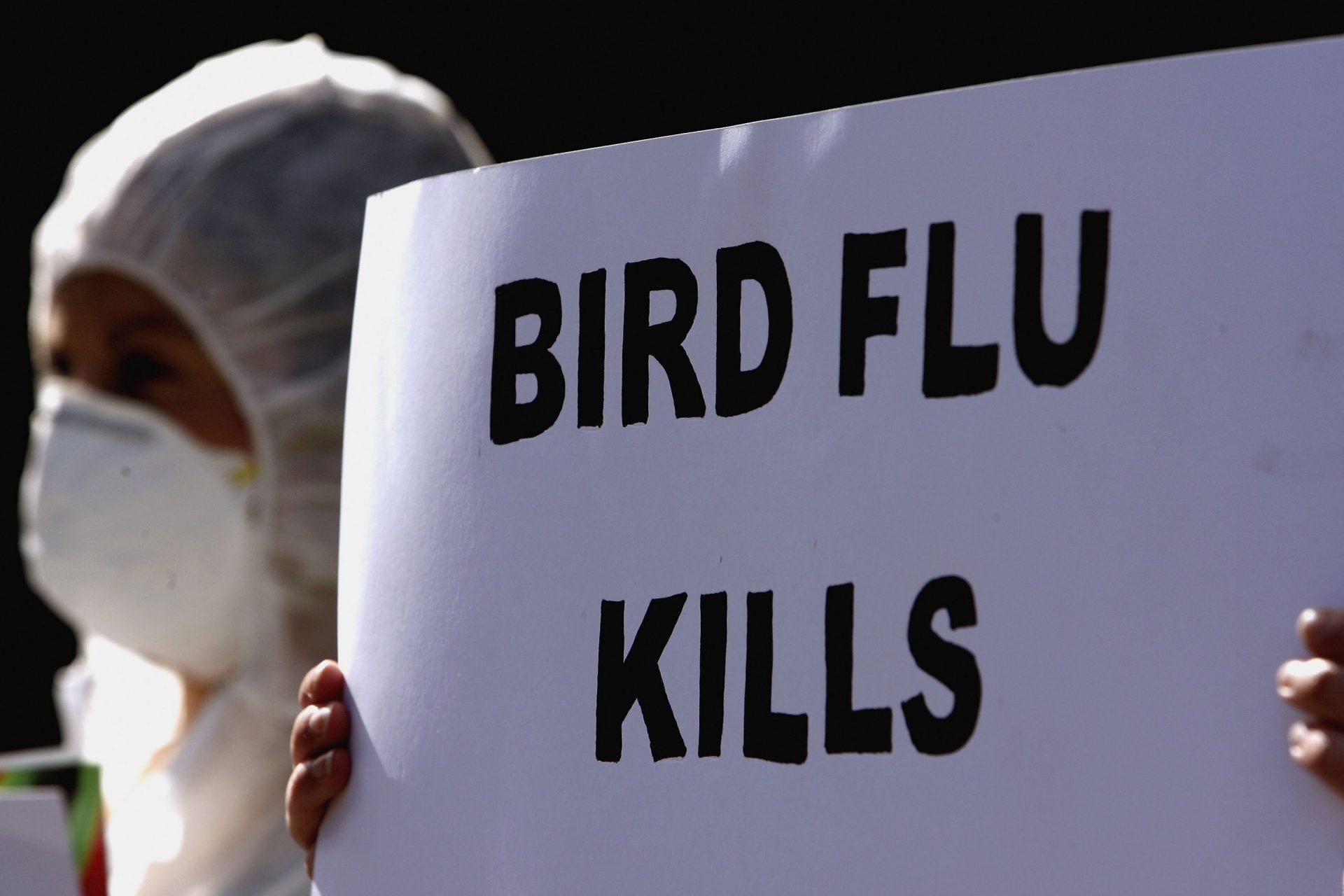 Bird Flu Crisis Worsens As Virus Jumps To Mammals In Peru And Scotland