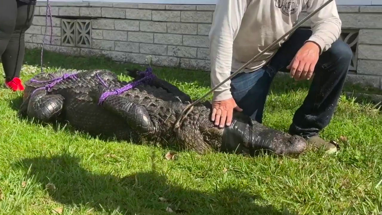 Family of 85-year-old woman killed by alligator sue Florida retirement ...