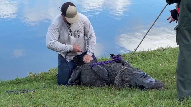 Family of 85-year-old woman killed by alligator sue Florida retirement ...