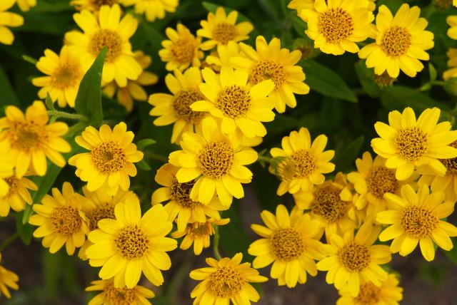 cinco plantas con flores resistentes al sol ideales para decorar su balcón