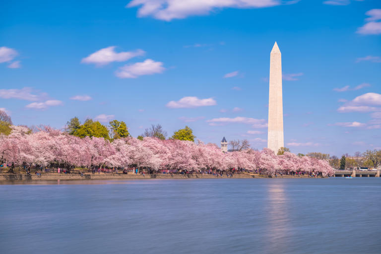 Cherry blossom peak bloom dates announced in Washington, DC