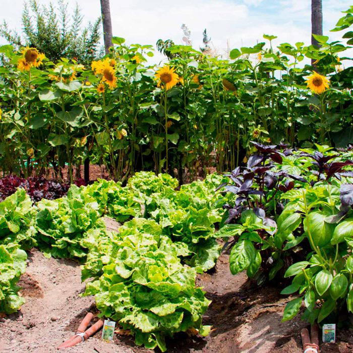 Companion Planting: Why You Should Grow These Plants Side-by-side