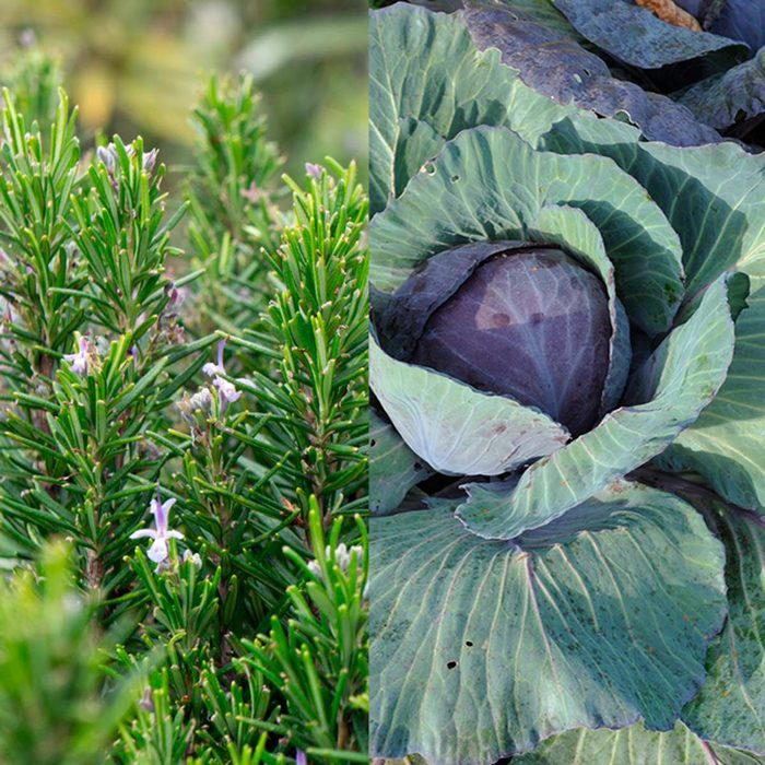 Companion Planting: Why You Should Grow These Plants Side-by-side