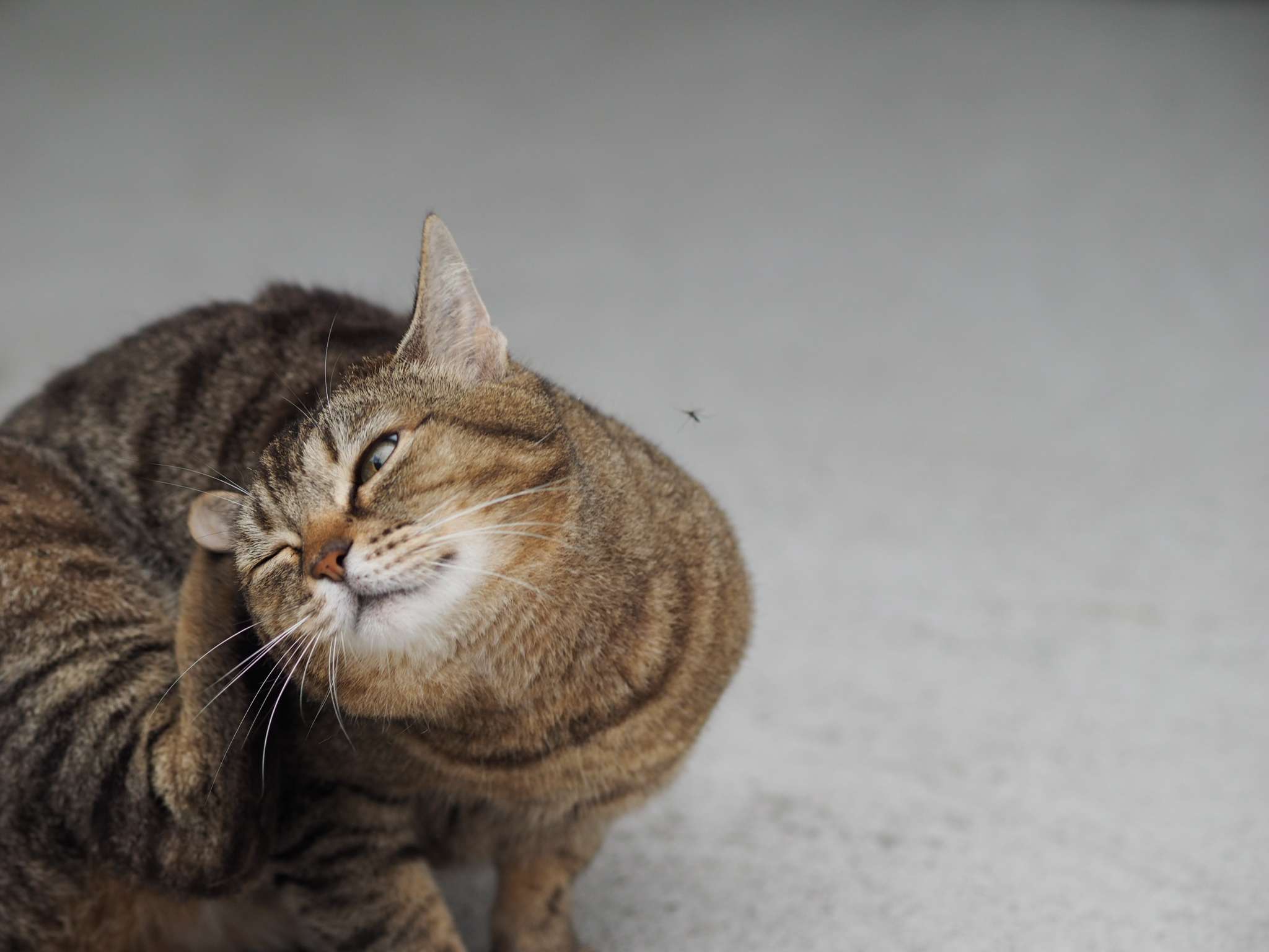 Cat Fleas Treatment and Prevention