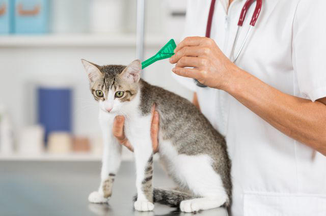 Effective Cat Flea Control: Treatment and Prevention Strategies