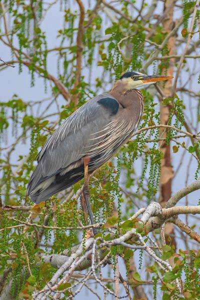 20 Beautiful Birds of Virginia