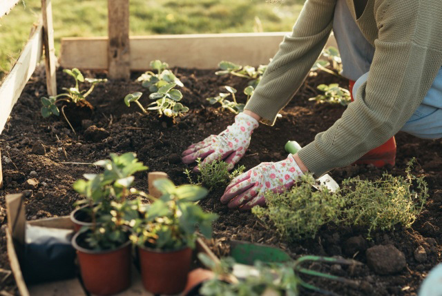 Gardeners reveal the best foods to grow at home if you’re trying to ...