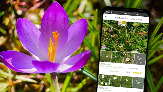 microsoft, android, perfekt für hobby-gärtner: praktische gratis-app erkennt jede pflanze