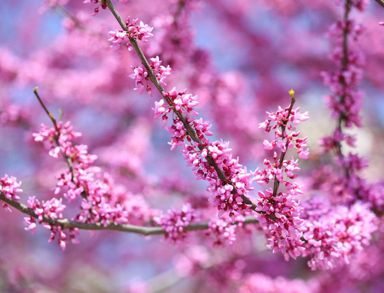 Your Guide To Planting And Caring For Beautiful Redbud Trees