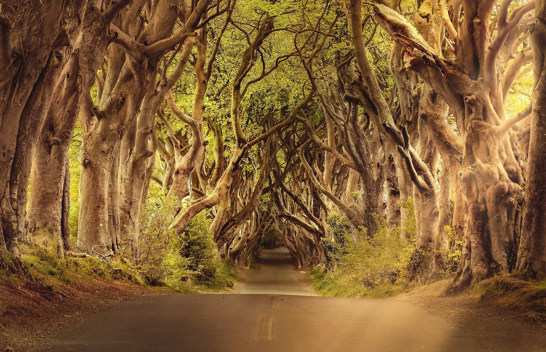 <p>Think you've seen this gnarled alleyway of trees before? Northern Ireland's Dark Hedges were made famous by fantasy TV series <em>Game of Thrones</em> and they remain a popular photo stop. They're purportedly also host to the spirit of the Grey Lady, whose ghostly image vanishes as she reaches the end of the tree tunnel. Her identity is something of a mystery, but some say it's the spirit of a housemaid who died under suspicious circumstances many years ago.</p>