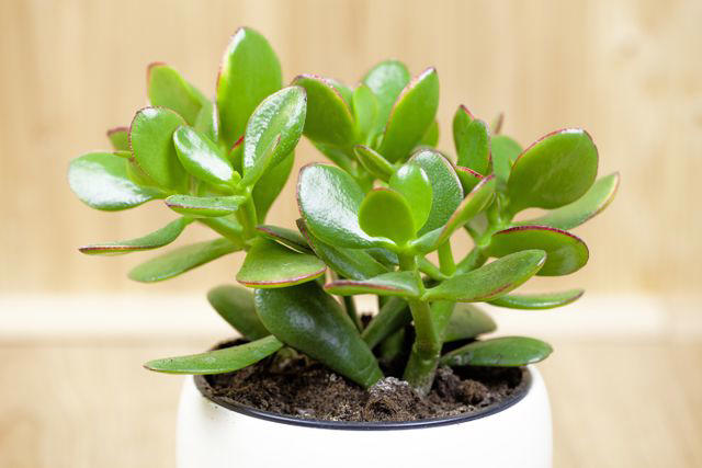 12 Best Houseplants to Give as Gifts