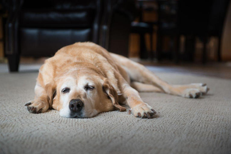 Dog Arthritis: Five signs that your adorable dog is suffering from ...