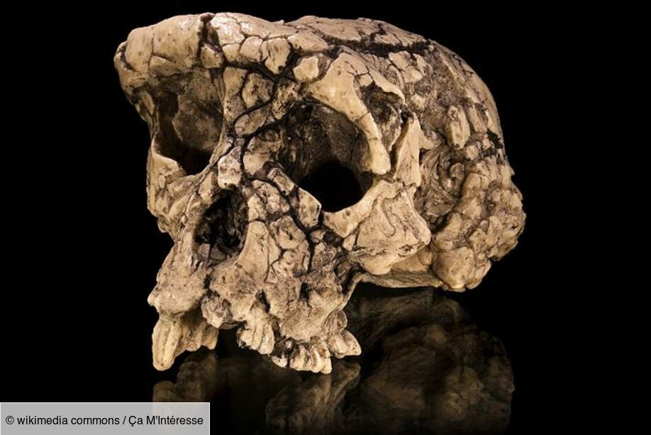 Sahelantropus Tchadensis