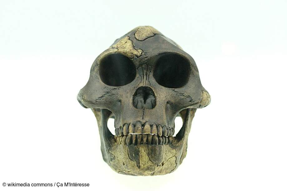 Australopithecus Afarensis