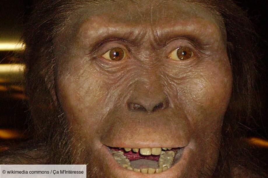 Australopithecus Afarensis