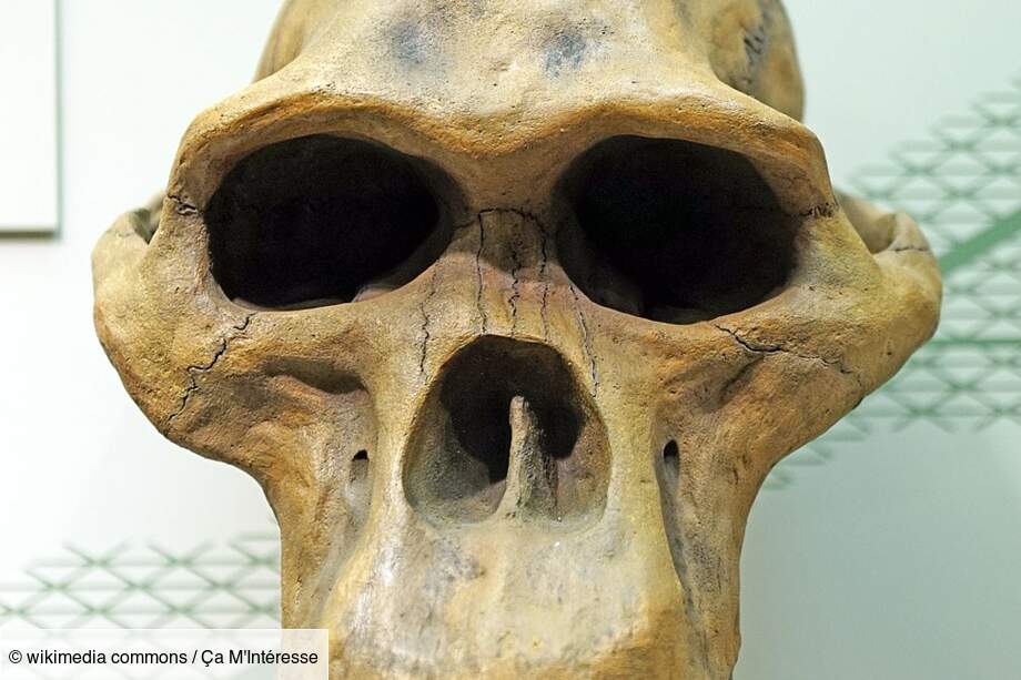 Australopithecus Africanus