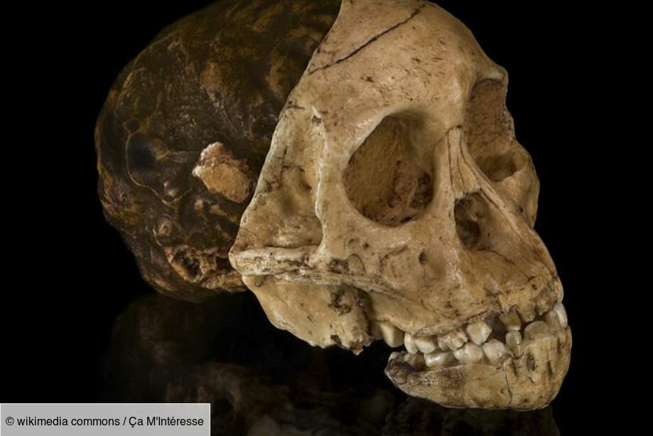 Australopithecus Africanus