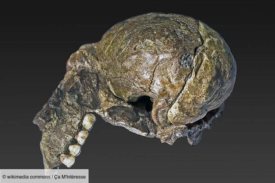 Australopithecus Africanus