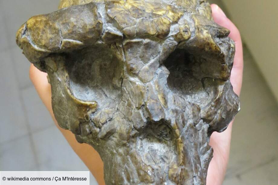 Sahelantropus Tchadensis