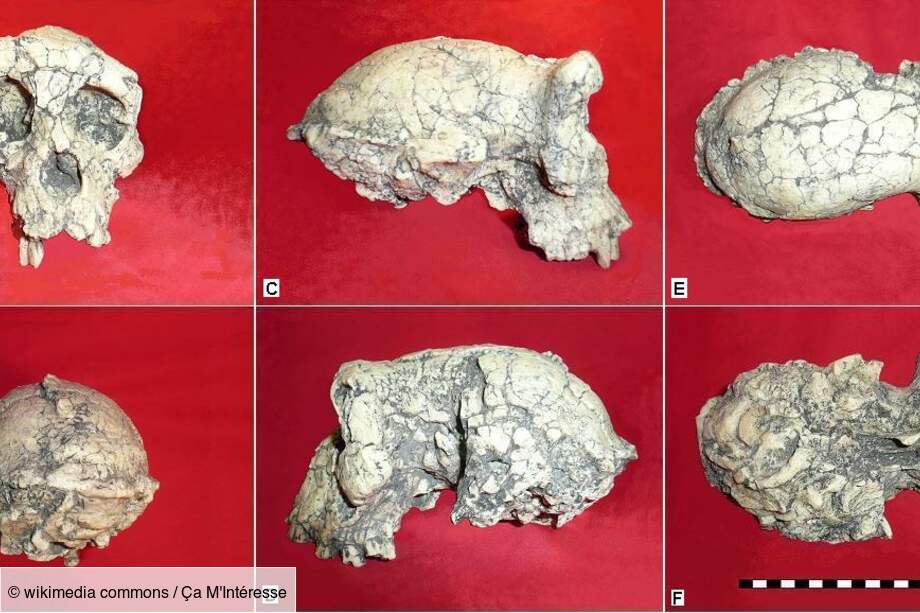 Sahelantropus Tchadensis