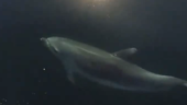 Paddleboarder captures graceful moments when dolphin pod swims with him in California