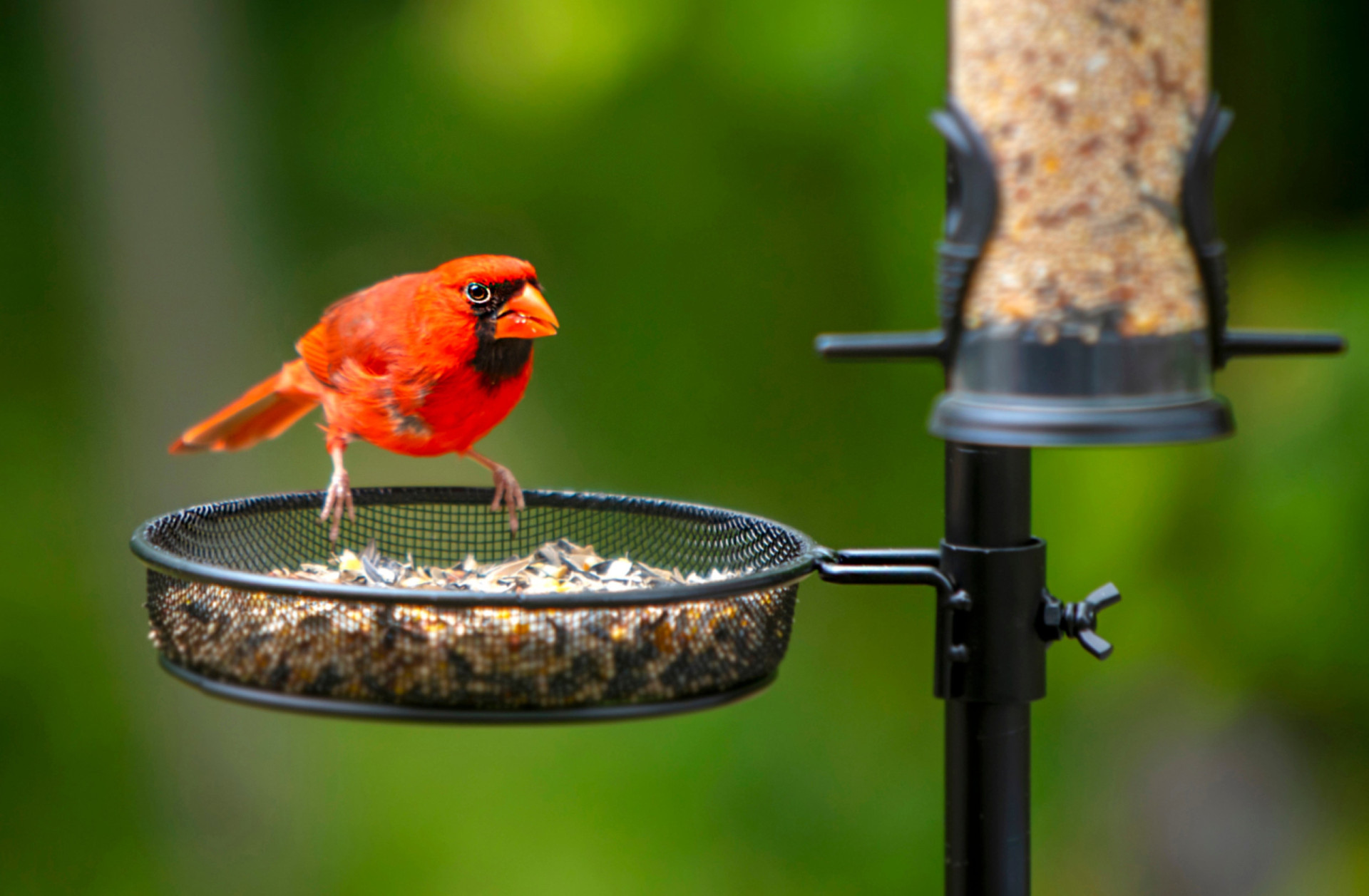 How Best To Feed Backyard Birds?