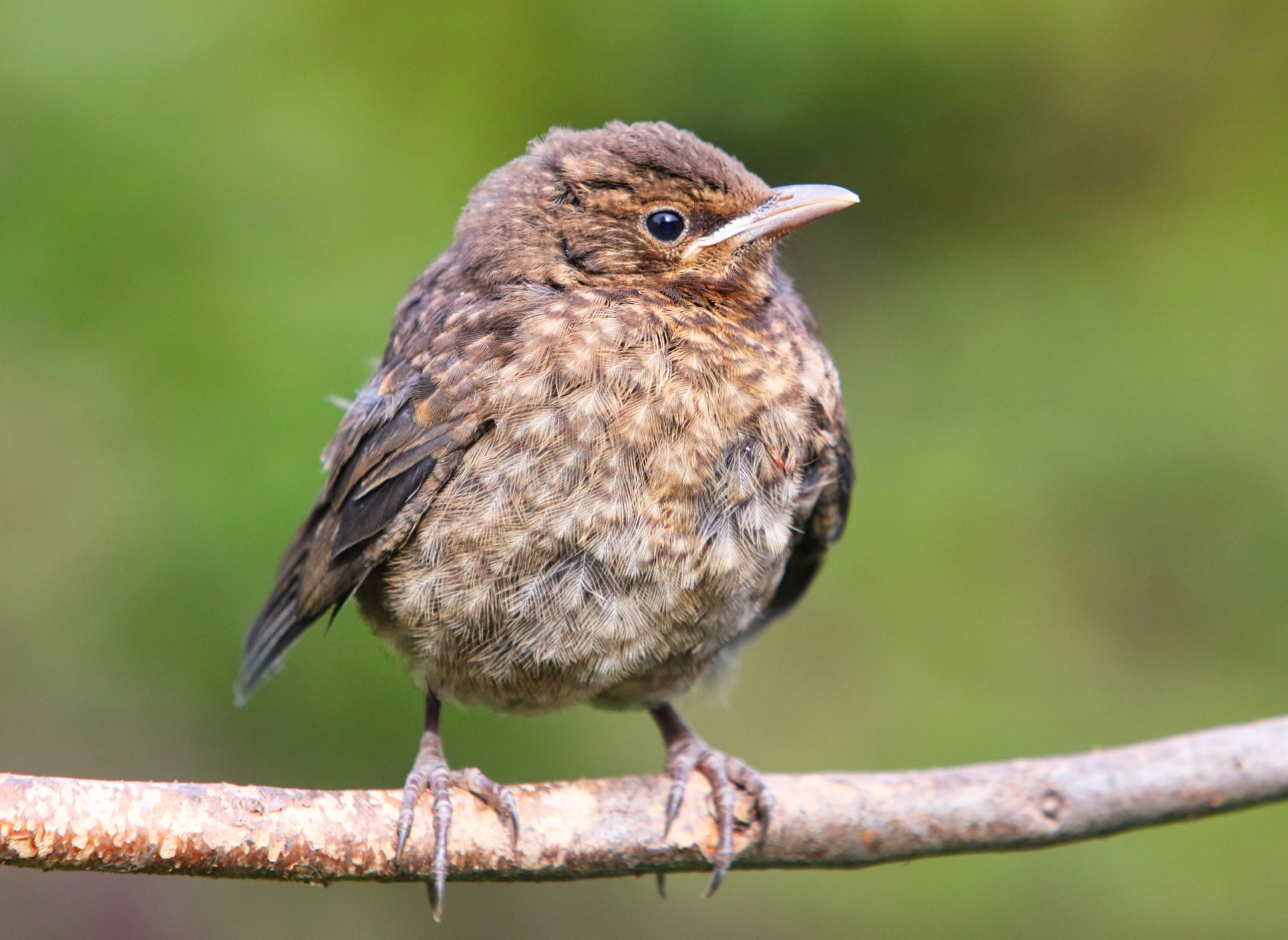 How Best To Feed Backyard Birds?