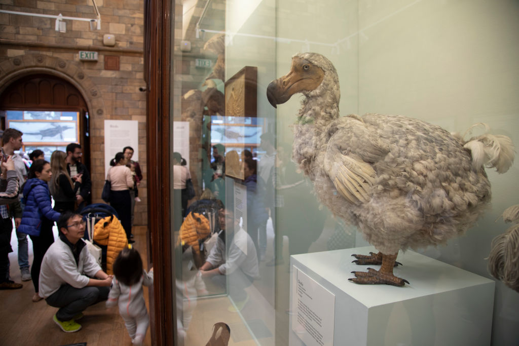 Scientists want to ‘resurrect’ the dodo: a bird last seen in the 17th ...