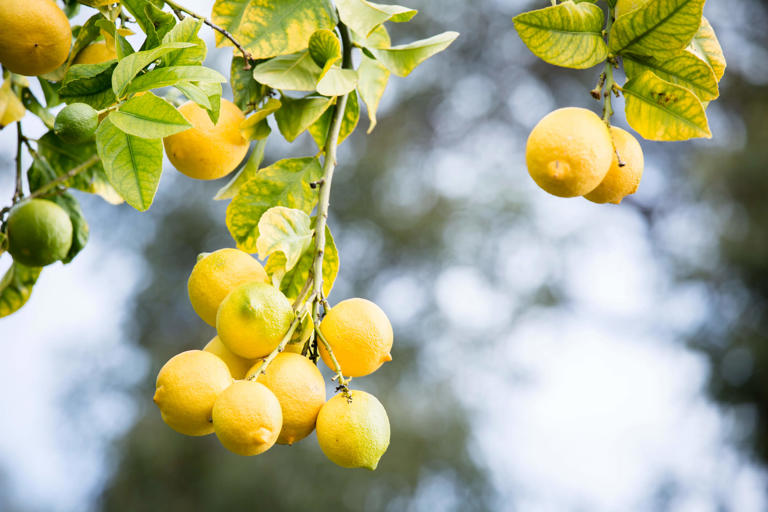 What not to plant near your lemon tree