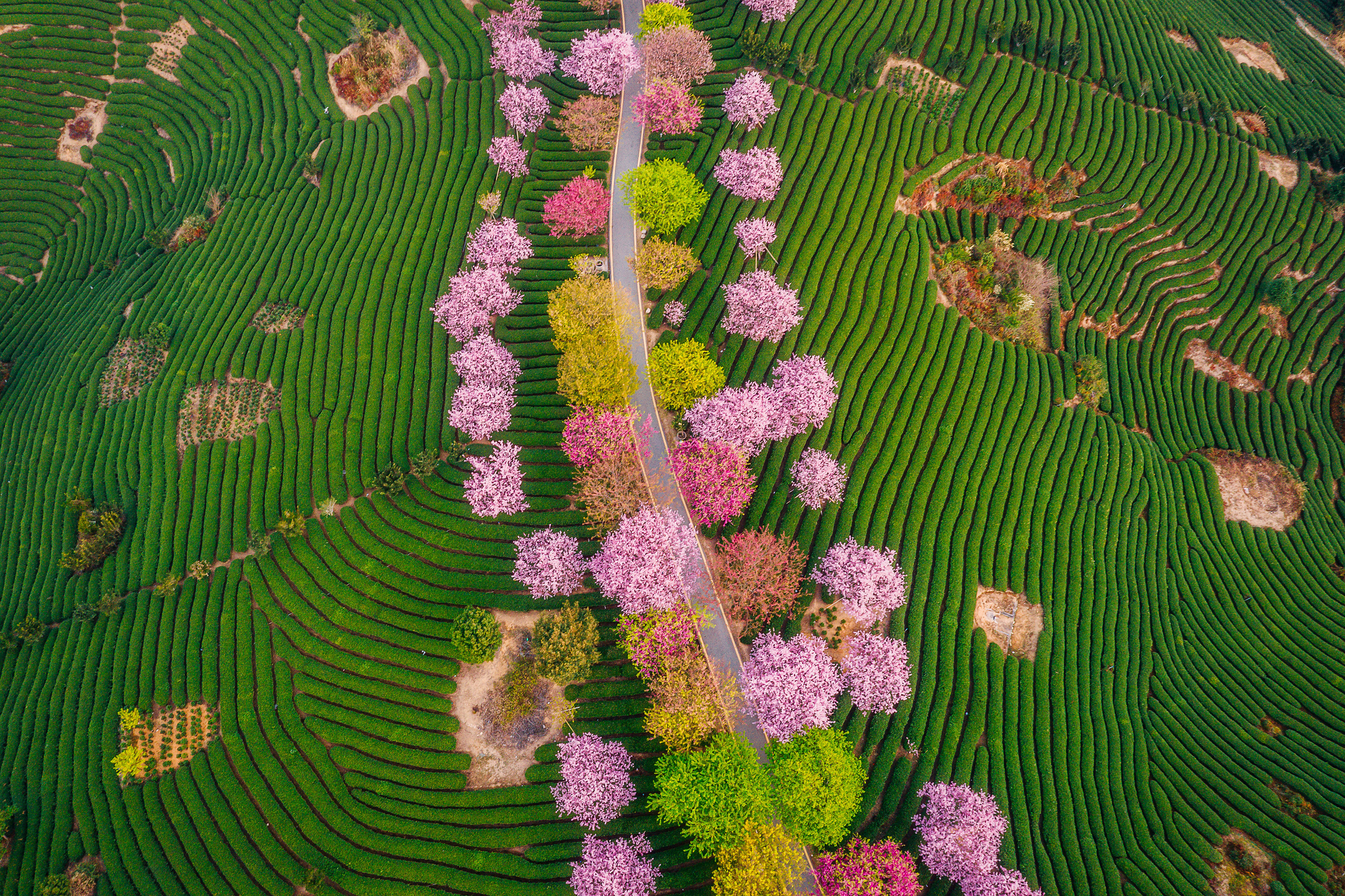 نقره لعرض الصورة في صفحة مستقلة