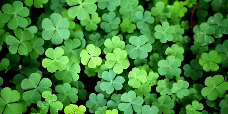 Shamrock vs. Clover: What Are Their Differences and Which One Is Luckier?