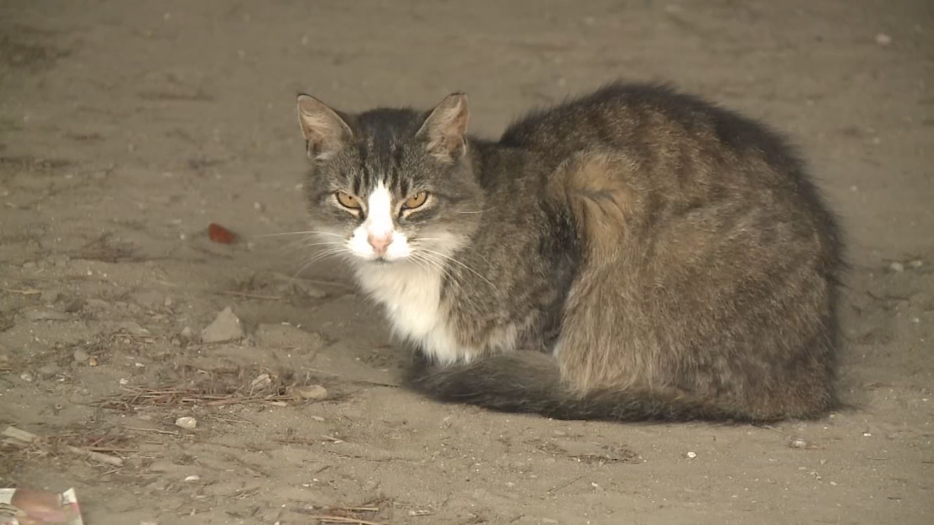 Cat Tests Positive For Rabies In Laurens County   AA17kRrn.img