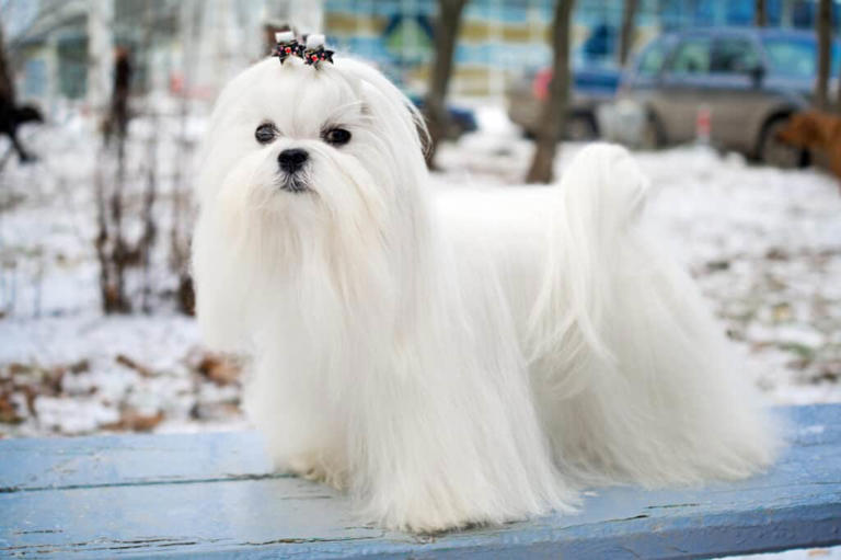 Maltese Grooming Guide 5 Tips for a Healthy and Beautiful Coat