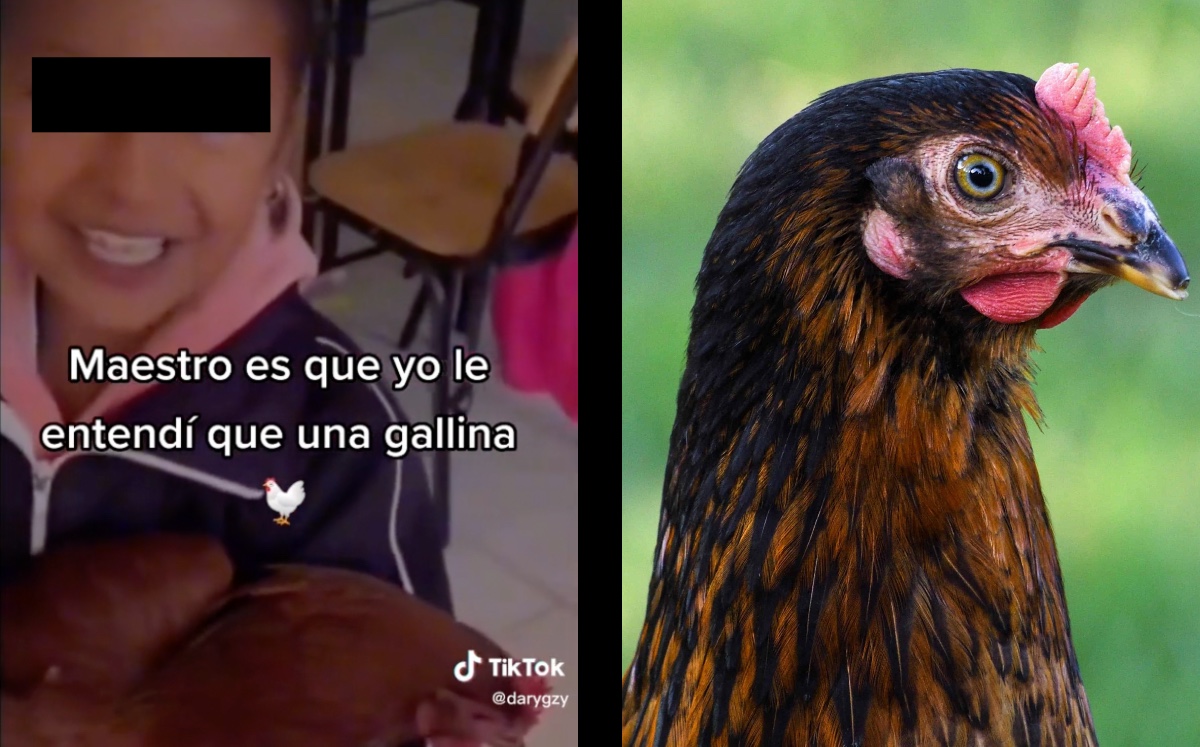 Niña No Entendió La Tarea Y Llevó Una Gallina A La Escuela ¿qué Fue Lo Que Le Pidieron Video