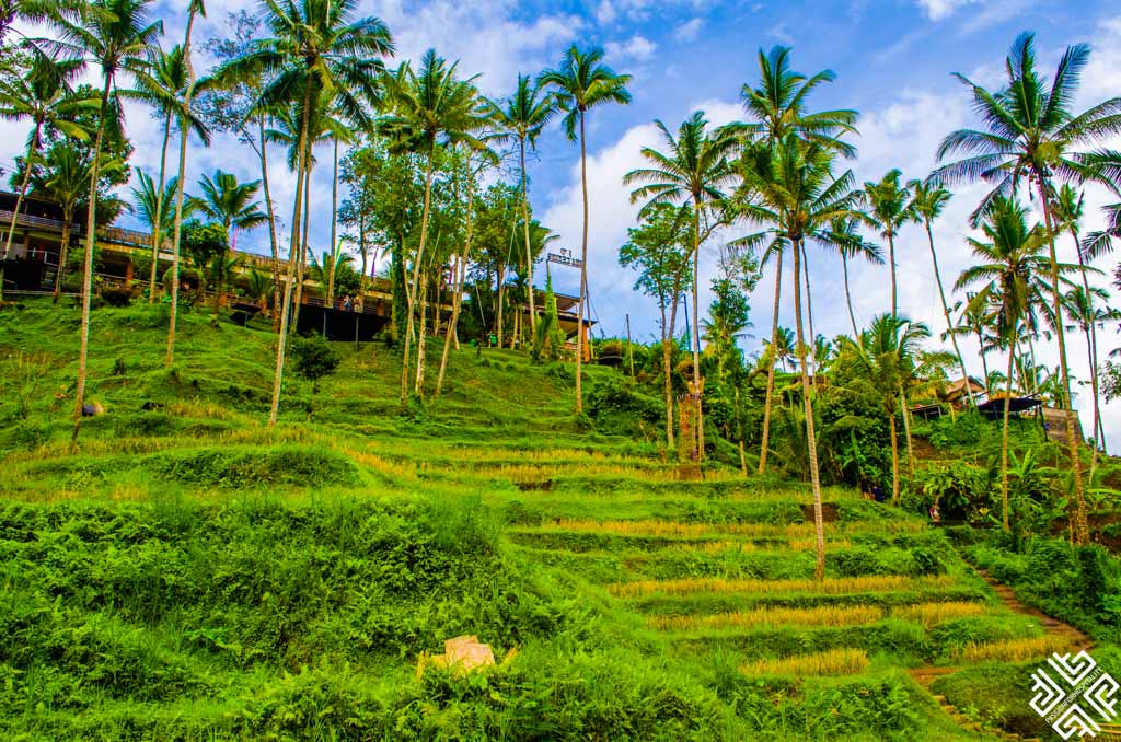 <p><em>By Elena of Passion for Hospitality</em></p> <p>Bali is famous for its lush rice terraces, and each of them holds a unique importance in the everyday life of the Balinese. The most popular rice fields to visit when in Bali are the <a href="https://passionforhospitality.net/a-guide-to-visiting-tegalalang-rice-terrace-in-bali/" rel="noreferrer noopener">Tegallalang Rice Terrace</a>; not only are they the most iconic agricultural highlights of Bali they have also been listed as a UNESCO World Heritage Site. </p> <p>Just a short 20-minute drive from Ubud, the traditional Balinese irrigation system has maintained these well-preserved layers of rice paddies, which has served this land for millennia. Visitors can explore the area freely, wandering around the lush picture-perfect landscape. The immense greenery is a beautiful sight to behold. </p> <p>The rice paddles almost look unreal as they are neatly piled one on top of the other, and you are guaranteed to capture some breathtaking, Instagram-worthy photos. The best time to visit would be early morning when the site just opens to avoid the crowds. </p>