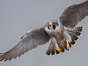 The peregrine falcon is the fastest animal on the planet. ©Harry Collins Photography/Shutterstock.com