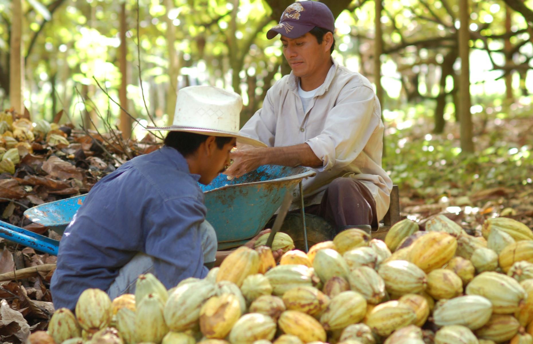 <p>In recent decades, consumers have become much more aware of how farming cocoa can impact the environment. Vast plantations and mass farming have led to almost irreversible levels of deforestation in certain parts of the world. Now, brands are facing increasing pressure to source ingredients sustainably, with a new sector of ethical products.</p>
