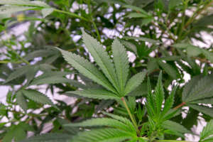 Detail of a "mother" cannabis plant at the cannabis cultivation center operated by Verano Holdings, which owns the Zen Leaf dispensaries in Elizabeth, Lawrence and Neptune, in Readington, NJ Thursday, January 5, 2023.