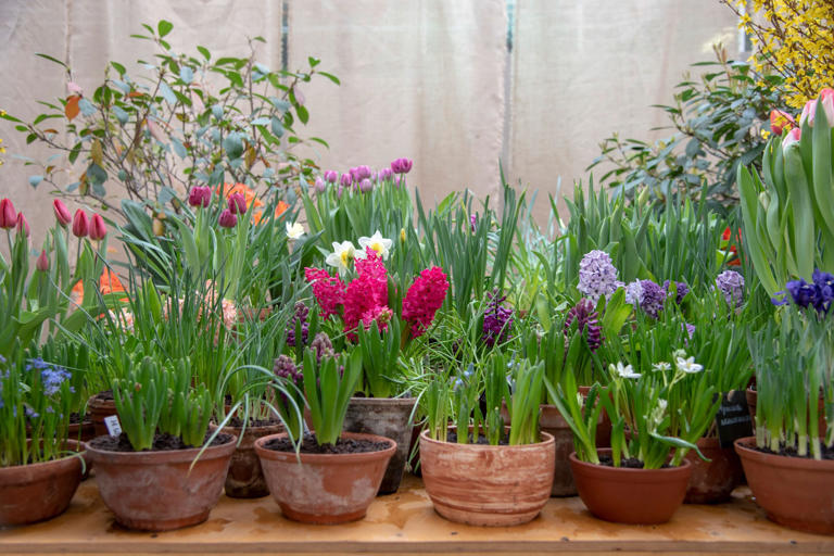 What To Know About Planting Bulbs in Pots