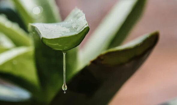 aloe vera 