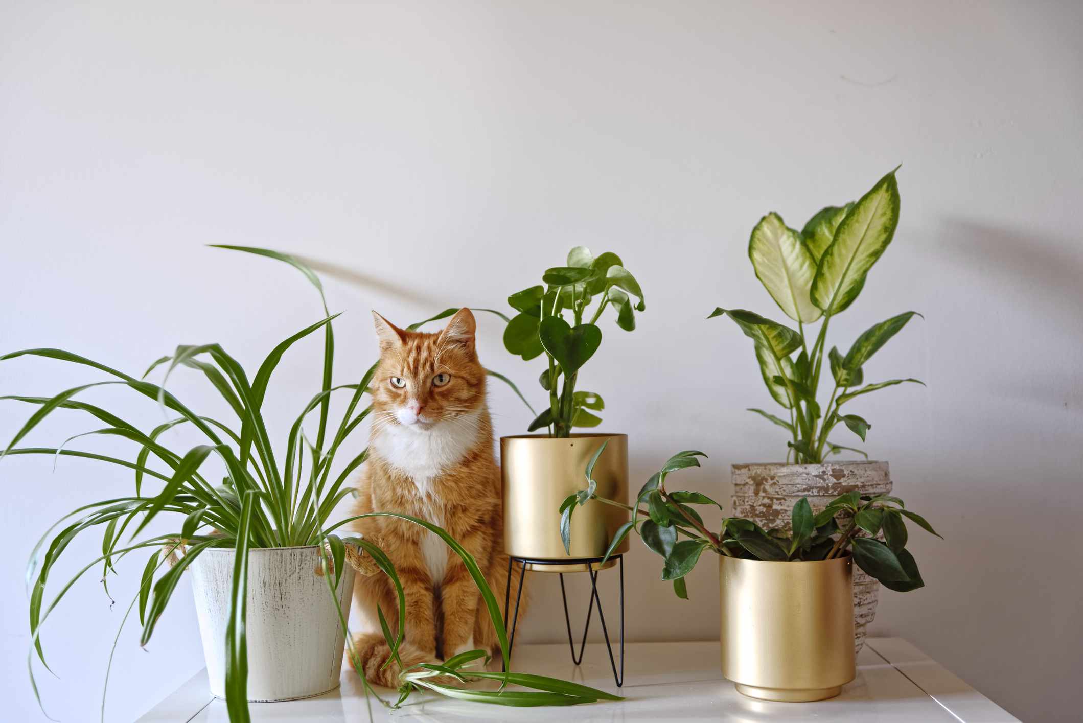25 CatSafe Plants That Grow Well In LowLight Conditions