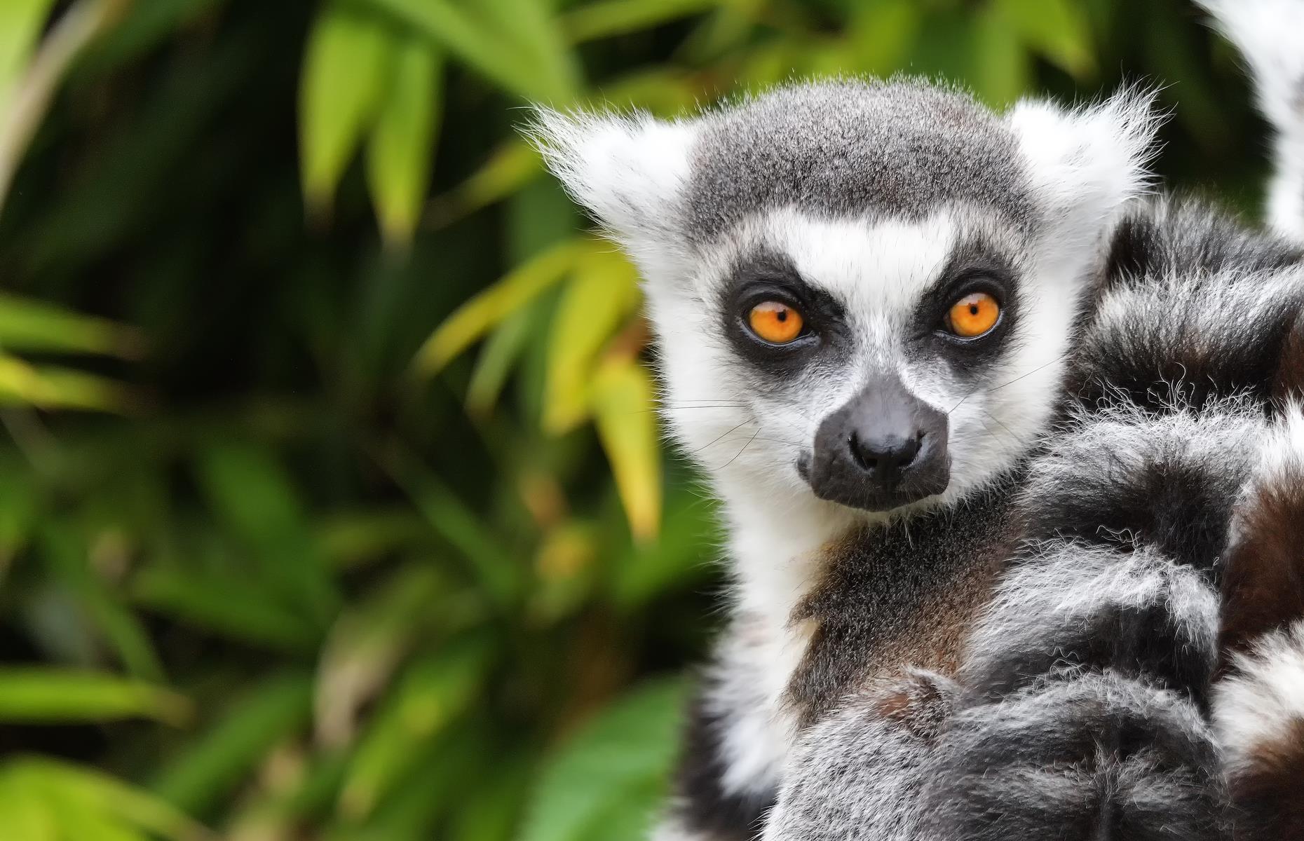 These Wildlife-rich Rainforests Are All Tragically Endangered