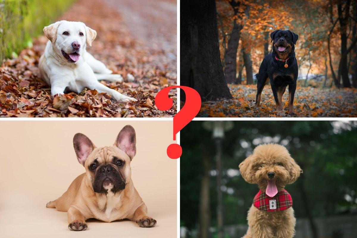 Dog Personality Types 2023 Here are the 5 main types of dog
