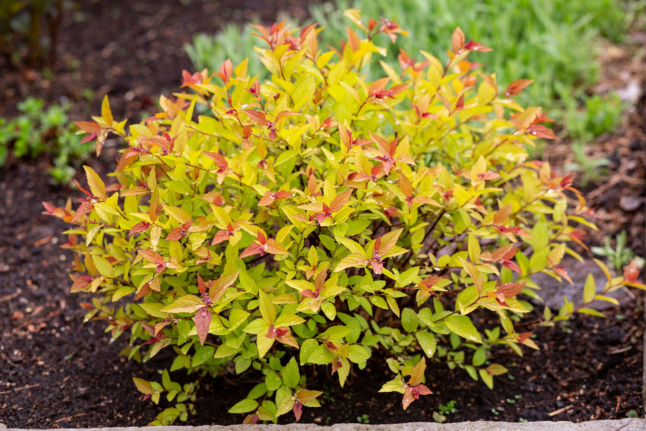 12 Shrubs for Full Sun