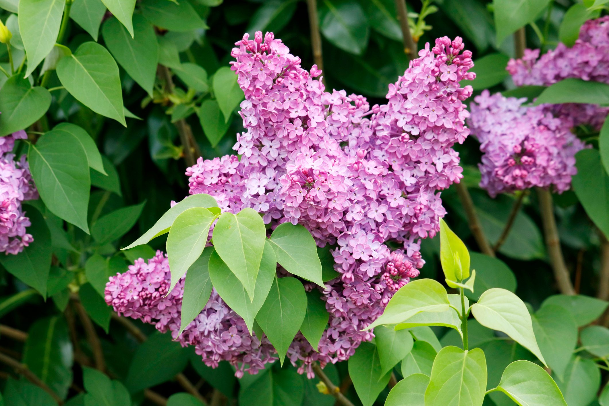 12 Shrubs for Full Sun