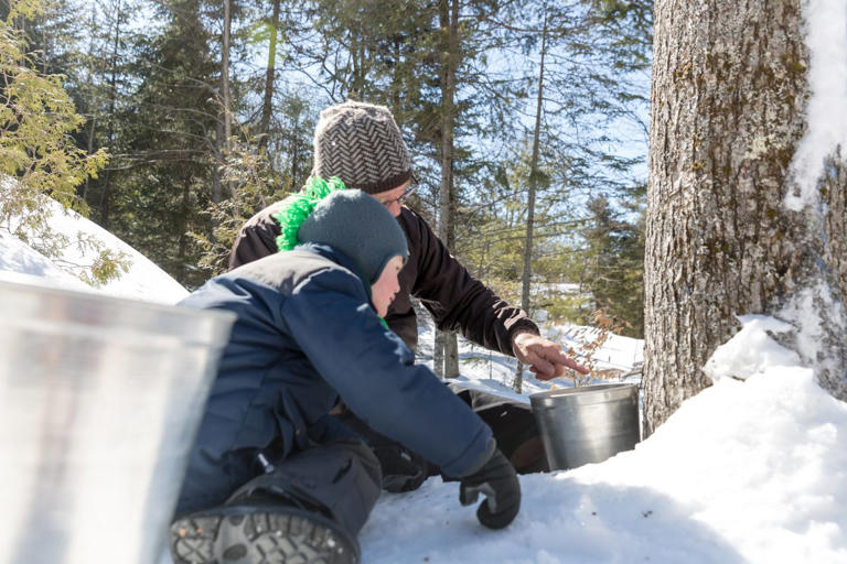 Maple syrup events in Minnesota