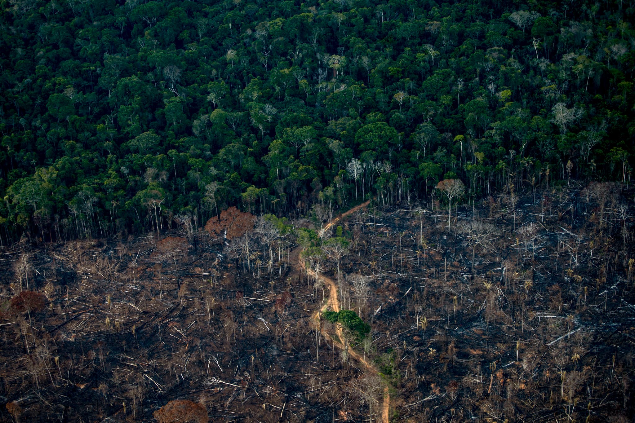 Brésil: La Déforestation Dans L'Amazonie A Diminué De Moitié En 2023