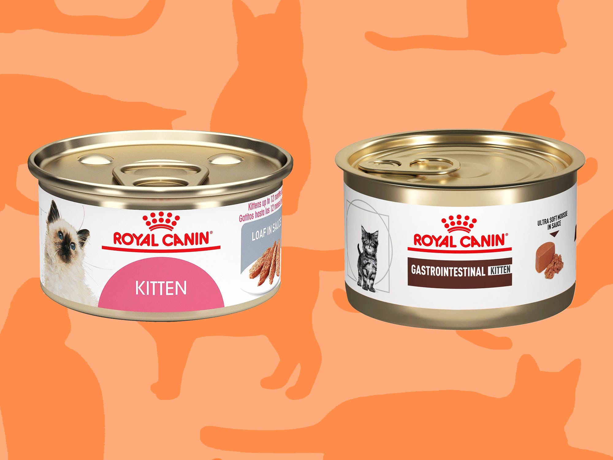 The best kitten foods of 2024, with expert advice from vets