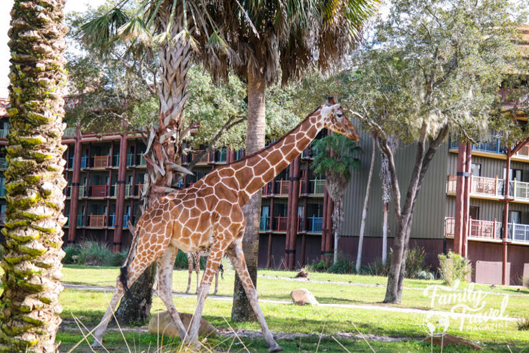 See Animals Right at Disney's Animal Kingdom Lodge (Review)