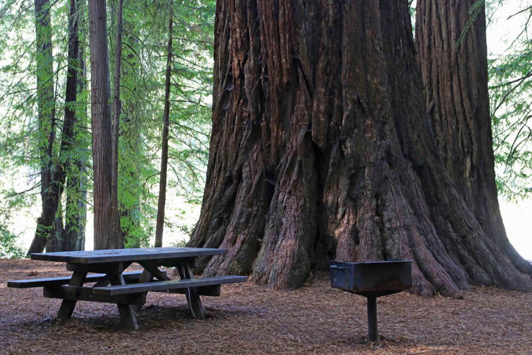 8 Epic Things To Do At Redwood National Park- California